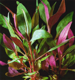 Alternanthera Roseafolia